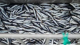 Herring fish on the boat out in North Sea