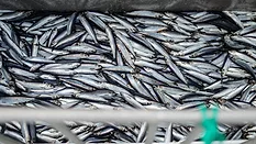 Herring fish on the boat out in North Sea