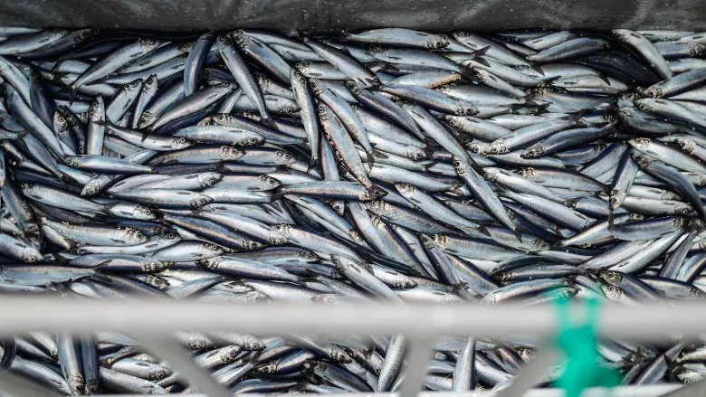 Herring fish on the boat out in North Sea