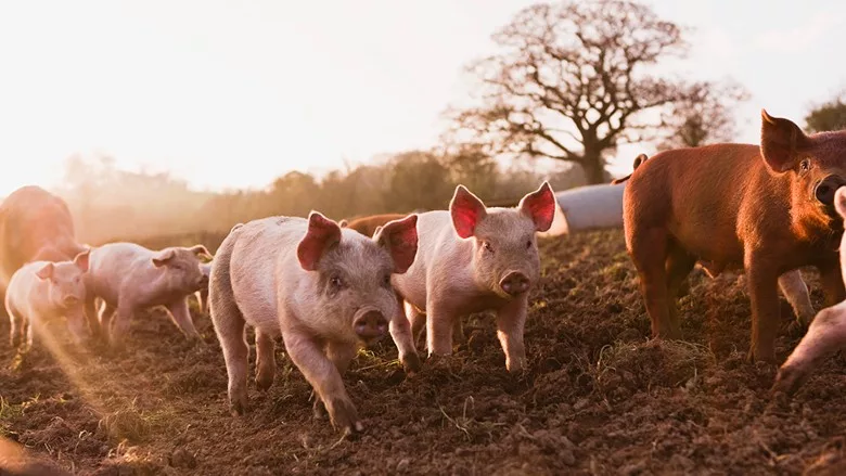 Pigs
