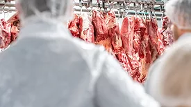 Butchers processing hanging beef carcasses in meat processing plant