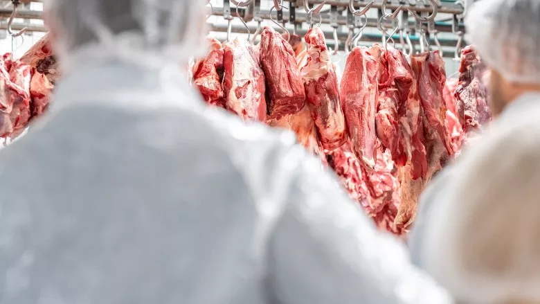 Butchers processing hanging beef carcasses in meat processing plant