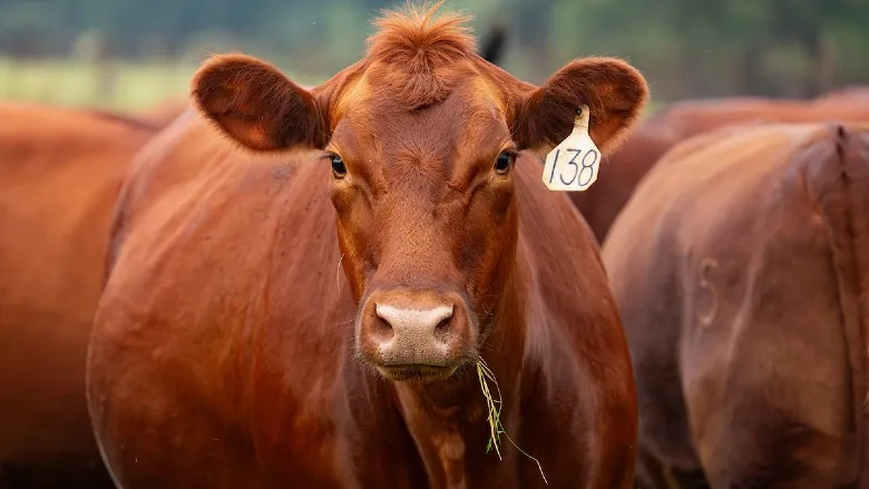 Cow eating grass