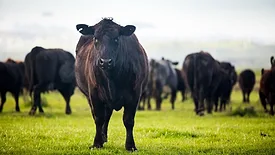 Grass-fed beef cattle roaming on a large ranch in the Central Valley, Calif.