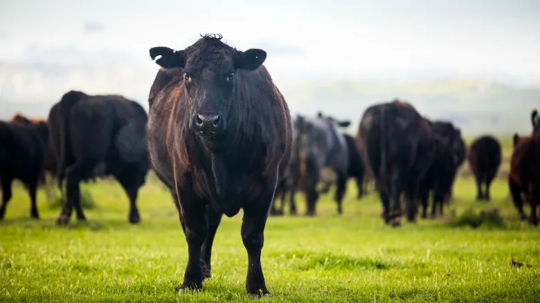 Grass-fed beef cattle roaming on a large ranch in the Central Valley, Calif.