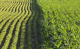 corn fields