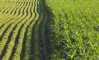 corn fields