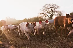 pigs.jpg