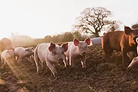 pigs.jpg pigs.jpg