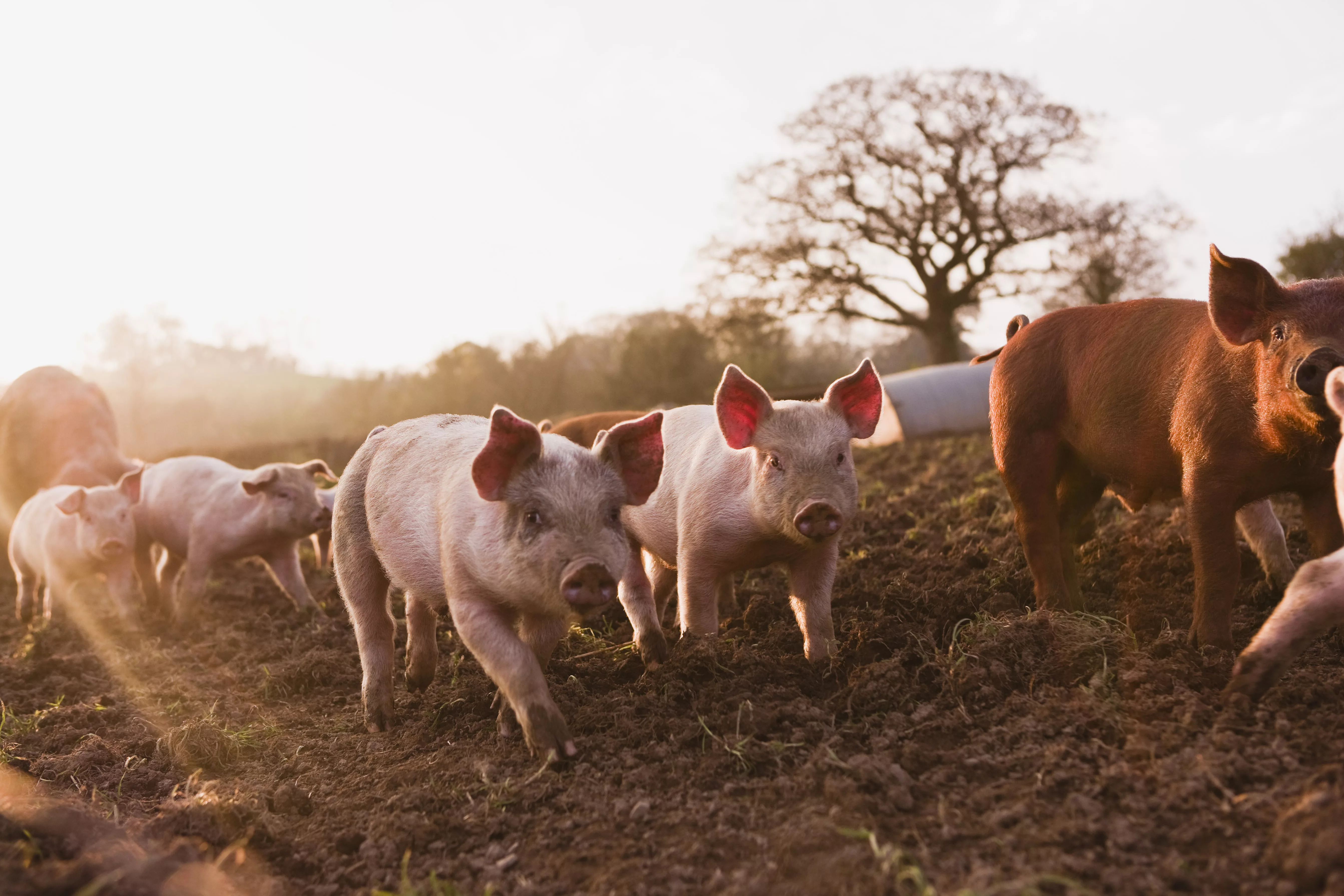 pigs.jpg