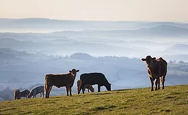 Cows and misty rolling hills in the Brecon Beacons national park, Wales
