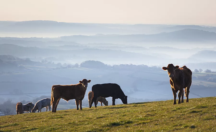 Cows and misty rolling hills in the Brecon Beacons national park, Wales
