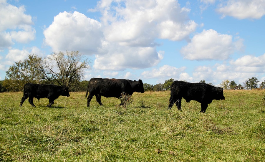 Short forage supplies require producers to make tough decisions