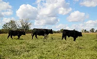Short forage supplies require producers to make tough decisions