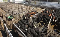 Cargill Robot Cargill Robot