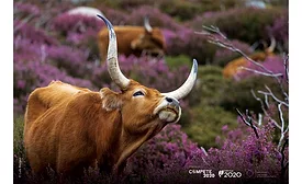 Portuguese Beef