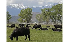 UNR cattle