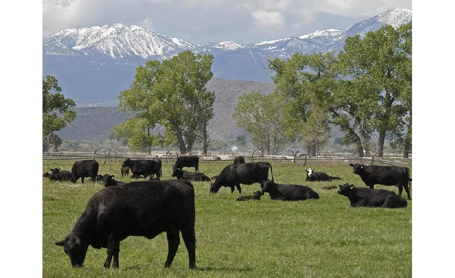 UNR cattle