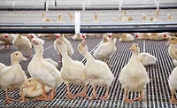 Maple Leaf Farms ducks