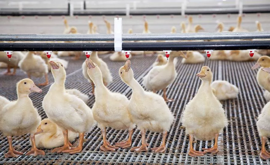 Maple Leaf Farms ducks