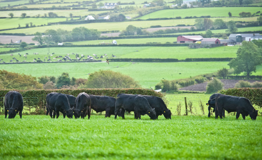 Foyle Group cattle