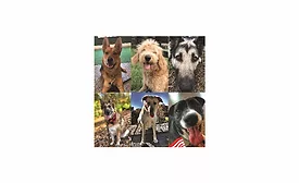 Coleman Foods pups4patriots