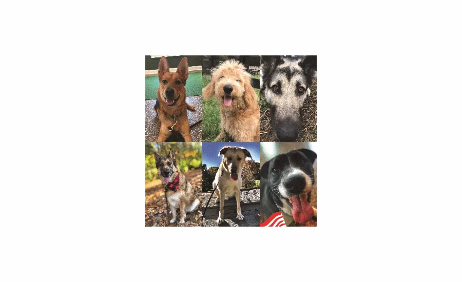 Coleman Foods pups4patriots