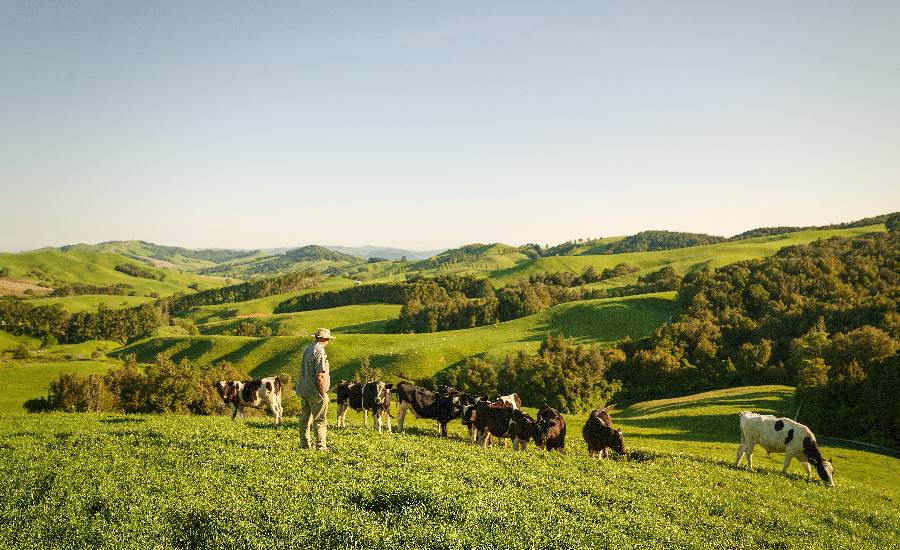 Beef + Namb New Zealand sustainability