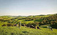 Beef + Namb New Zealand sustainability Beef + Namb New Zealand sustainability