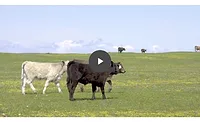 Panorama Grassfed Meats screenshot Panorama Grassfed Meats screenshot