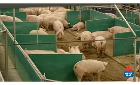Maple Leaf Foods to complete conversion of company sow barns to advanced open housing system in 2021