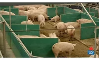 Maple Leaf Foods to complete conversion of company sow barns to advanced open housing system in 2021 Maple Leaf Foods to complete conversion of company sow barns to advanced open housing system in 2021