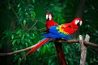 parrots