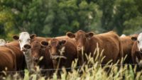 U.S. Roundtable for Sustainable Beef debuts industry sustainability goals