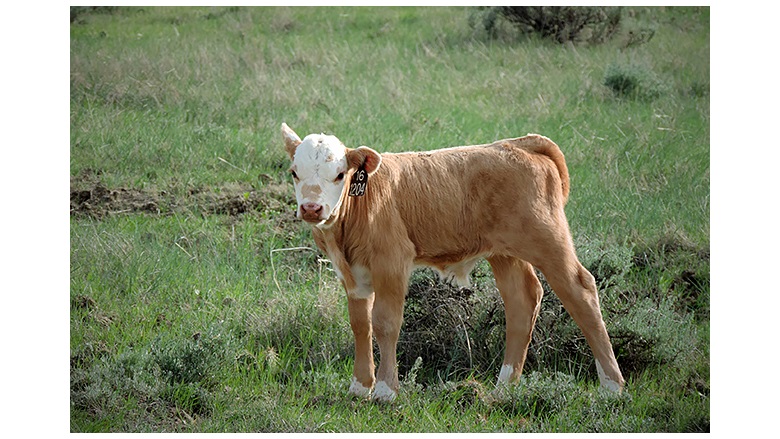 USDA: Benefits of early calving are increasing due to late winter warming