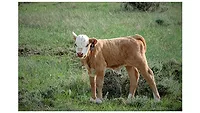 USDA: Benefits of early calving are increasing due to late winter warming