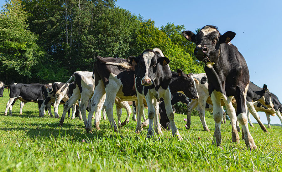 USDA-NIFA invests over $13M to treat, eradicate livestock diseases