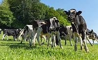 USDA-NIFA invests over $13M to treat, eradicate livestock diseases