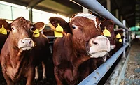 cows cows