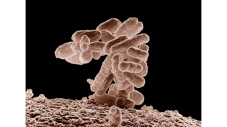 USDA study aims to facilitate traceability during investigations of foodborne outbreak