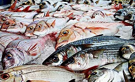 fish products