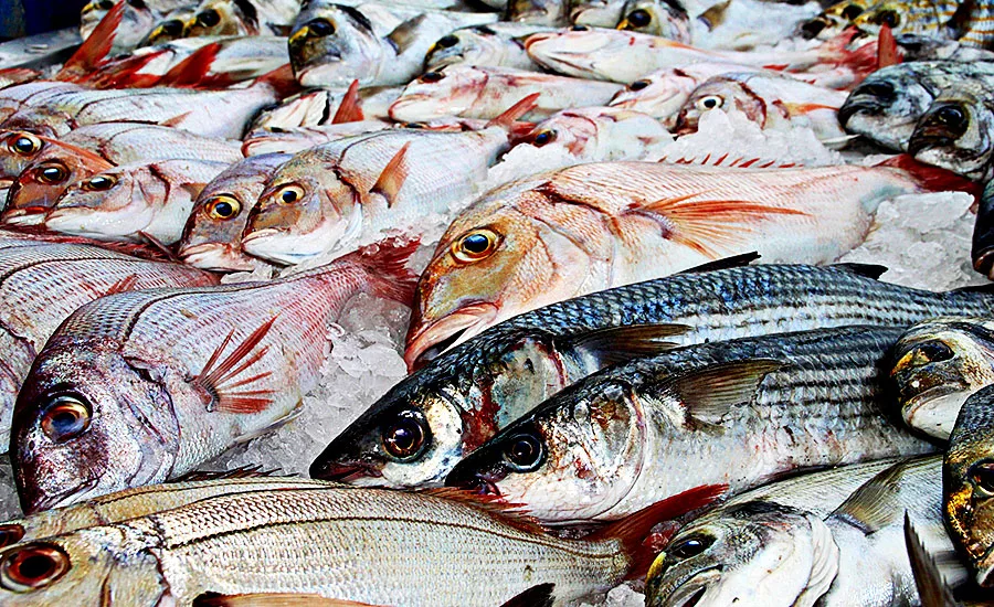 fish products