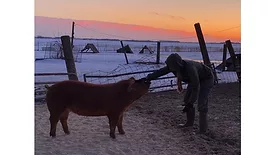 Niman Ranch announces inaugural Impact Report