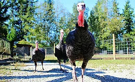 Highly Pathogenic Avian Influenza