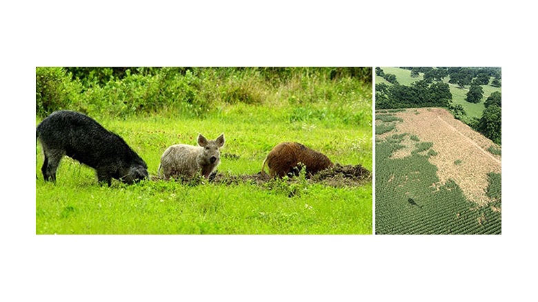 A look back: APHIS establishes program to combat destructive feral swine