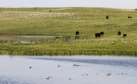 Certified Angus Beef, Ducks Unlimited partner to preserve working grasslands