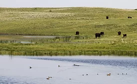 Certified Angus Beef, Ducks Unlimited partner to preserve working grasslands