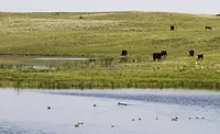 Certified Angus Beef, Ducks Unlimited partner to preserve working grasslands