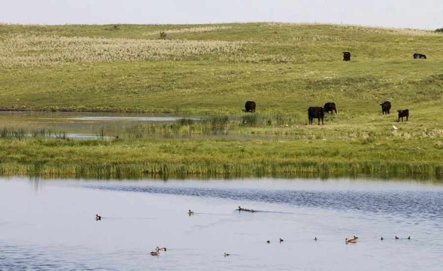 Certified Angus Beef, Ducks Unlimited partner to preserve working grasslands