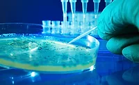 FSIS only requires the holding of product pending agency test results for adulterants